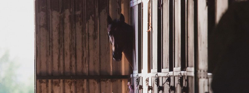 Paard in stal