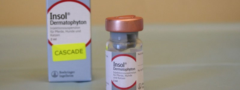 Schimmelvaccin