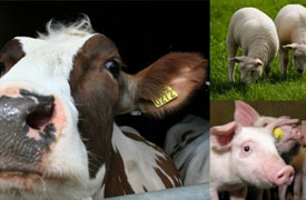 Steenderen: Landbouwdieren en Apotheek