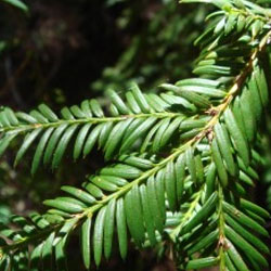 Taxus