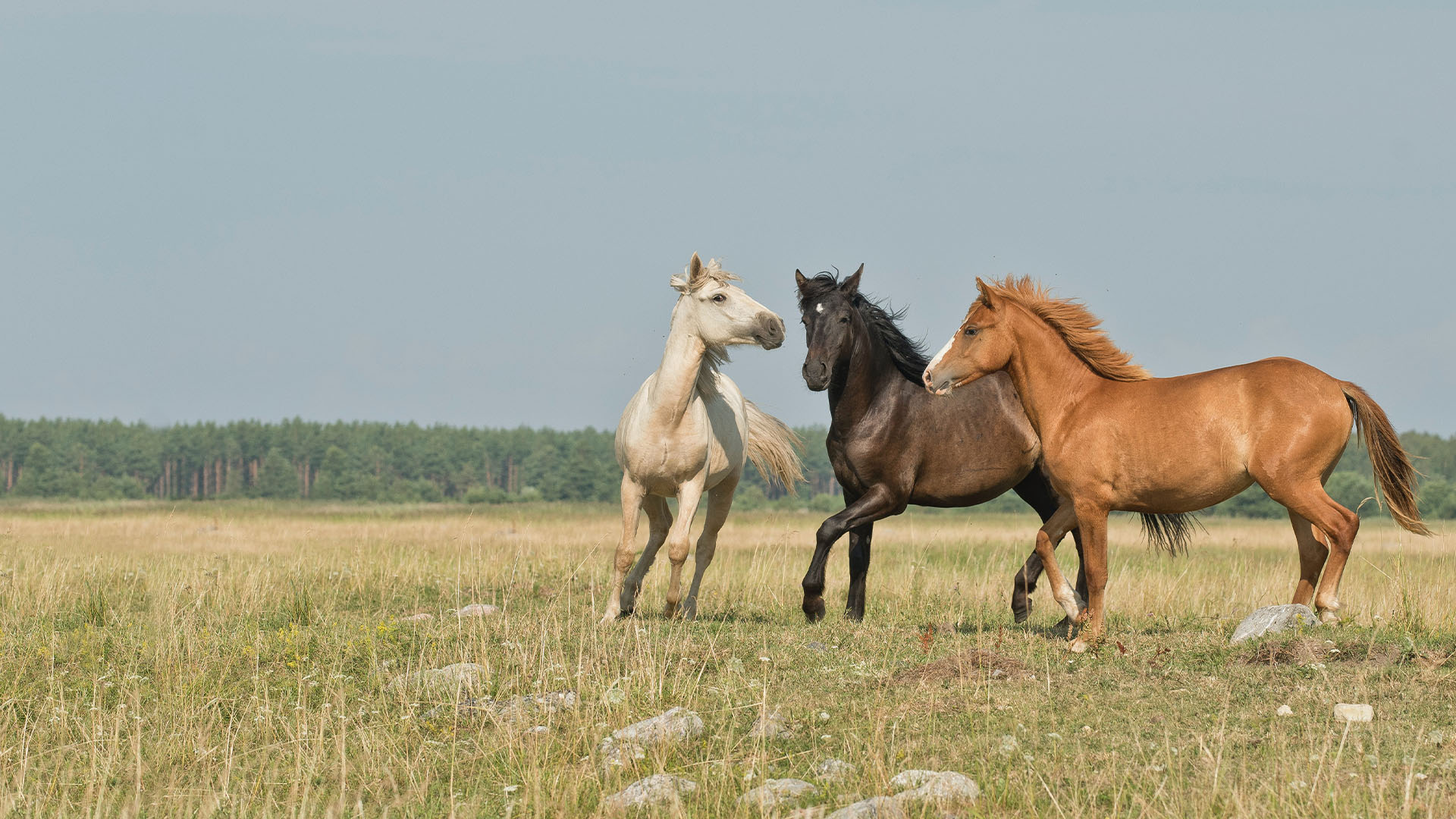 De Vallei Van De Paarden