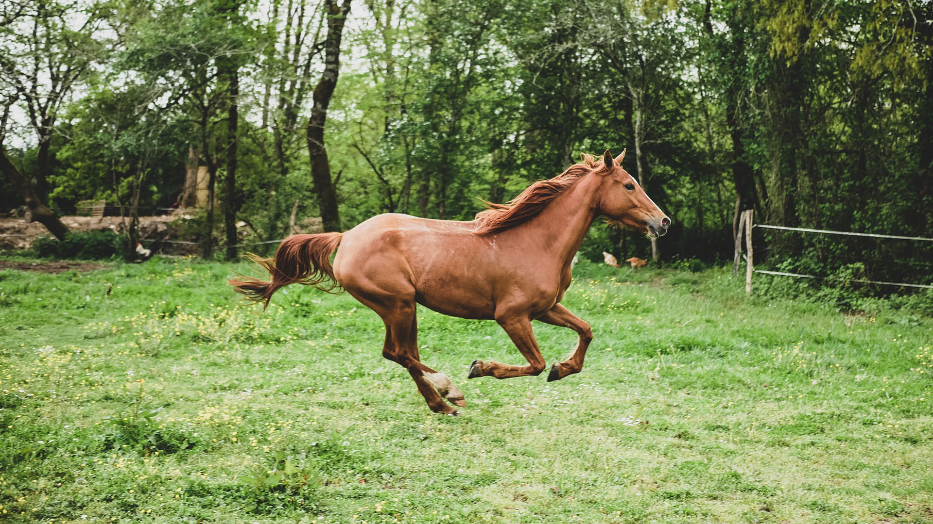 Orthopedie | Diergeneeskundig Centrum de Vallei