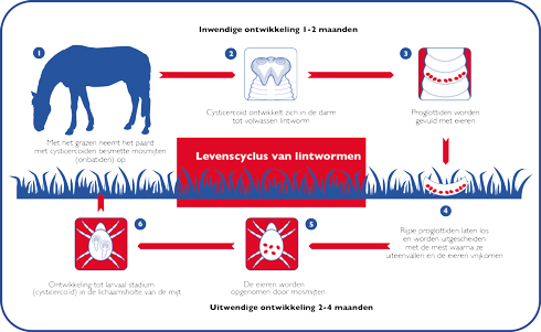 levenscyclus van lintwormen bij paarden
