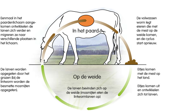 wormcyclus paard