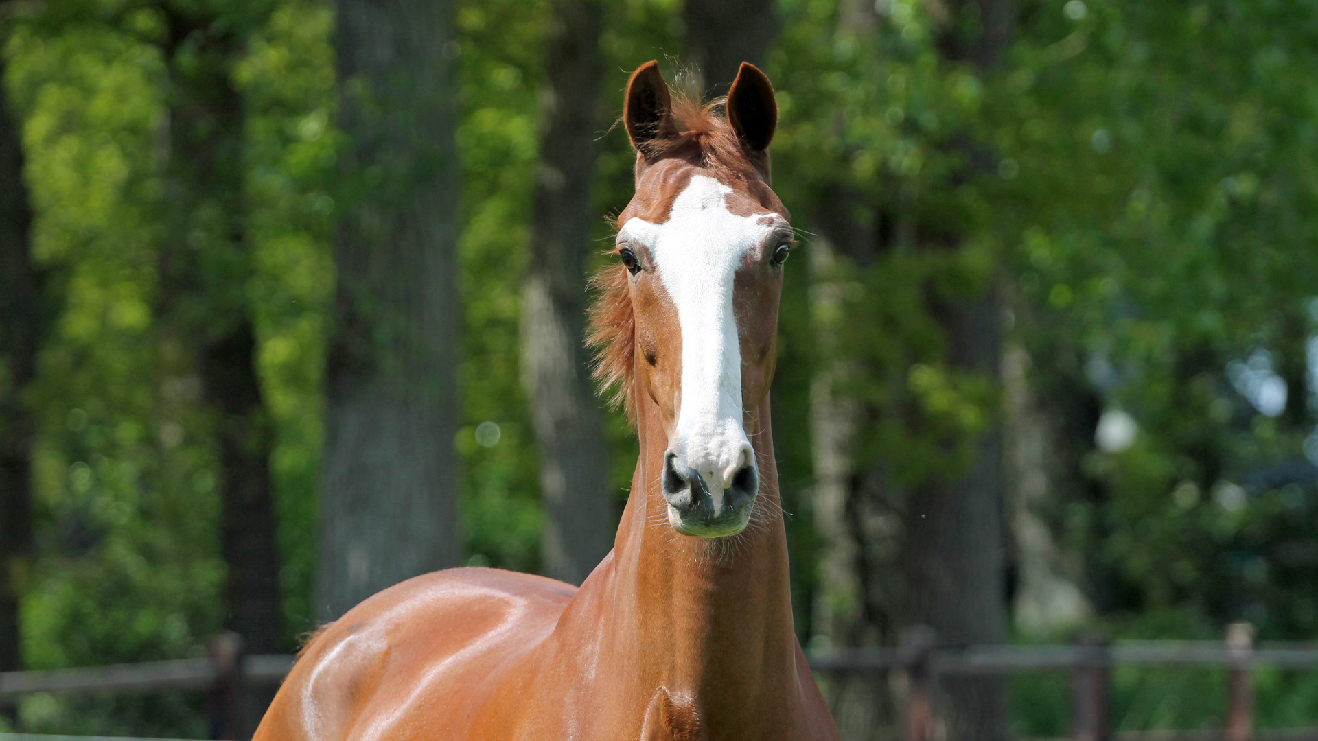 Paarden & Ezels | Dierenartsenpraktijk Peize