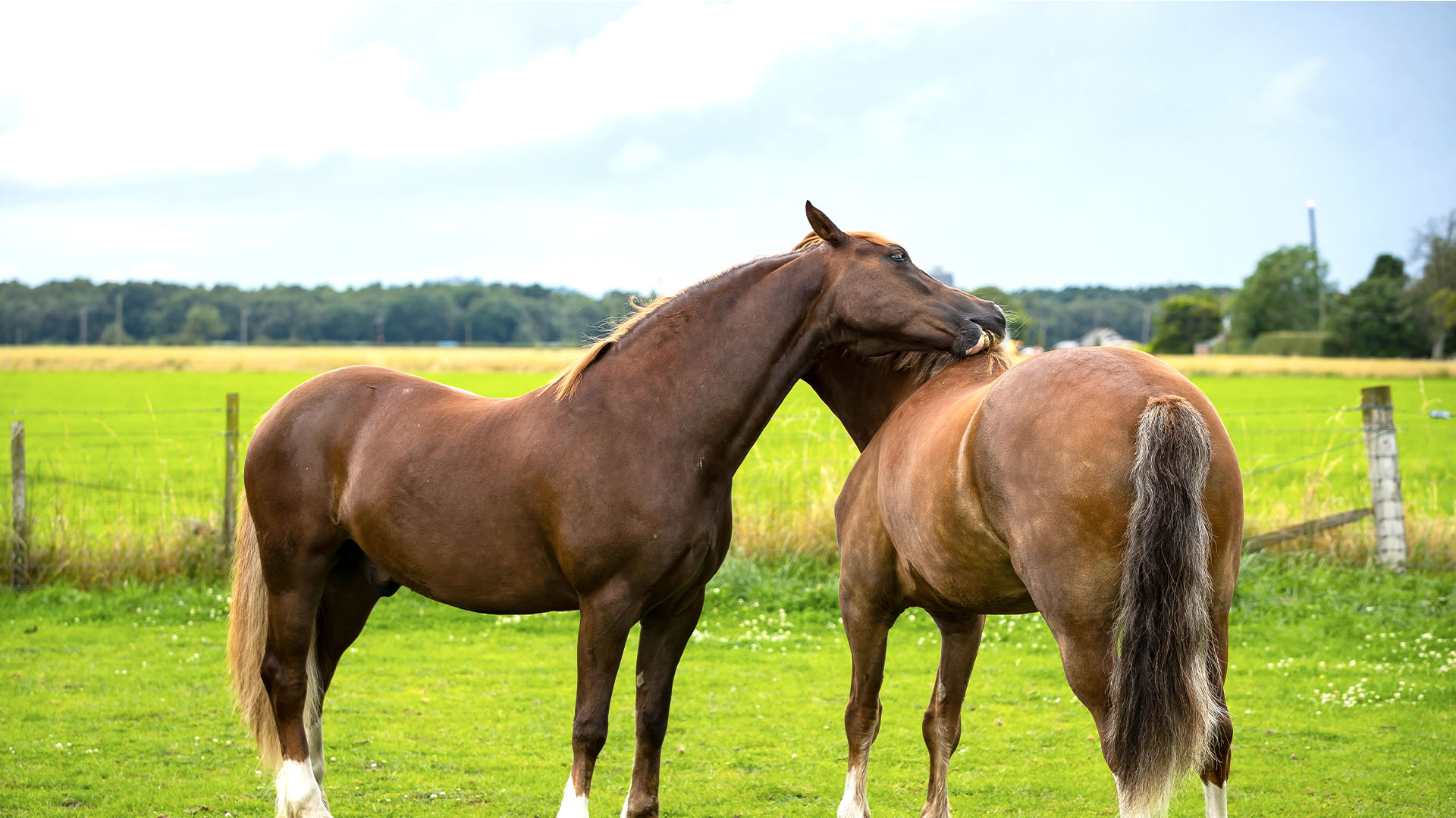 Informatie over paarden | Dierenartsenpraktijk Zelhem