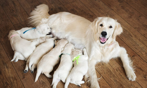 Labrador met zijn nest