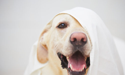 Een hond met een laken op zijn hoofd