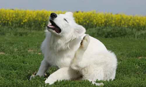 Een hond die aan het gras krabt