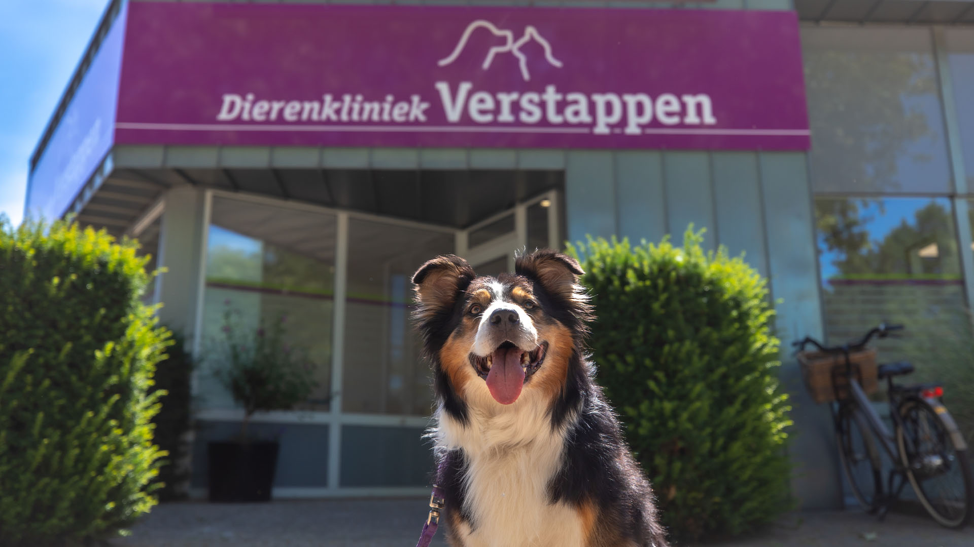 Klant Worden | Dierenkliniek Verstappen