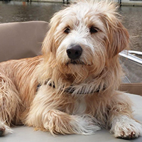 Manos de sul - Hond Kitty