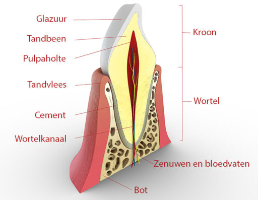 opbouw tand