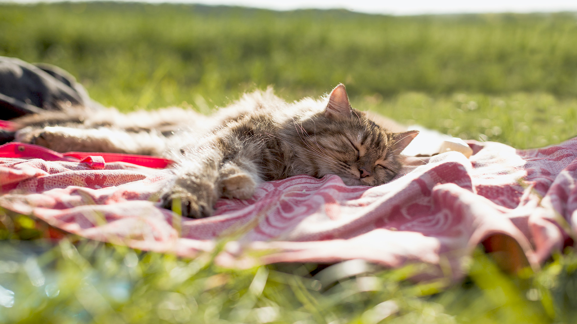 Hond of kat mee naar het buitenland Dierenkliniek De Wijher