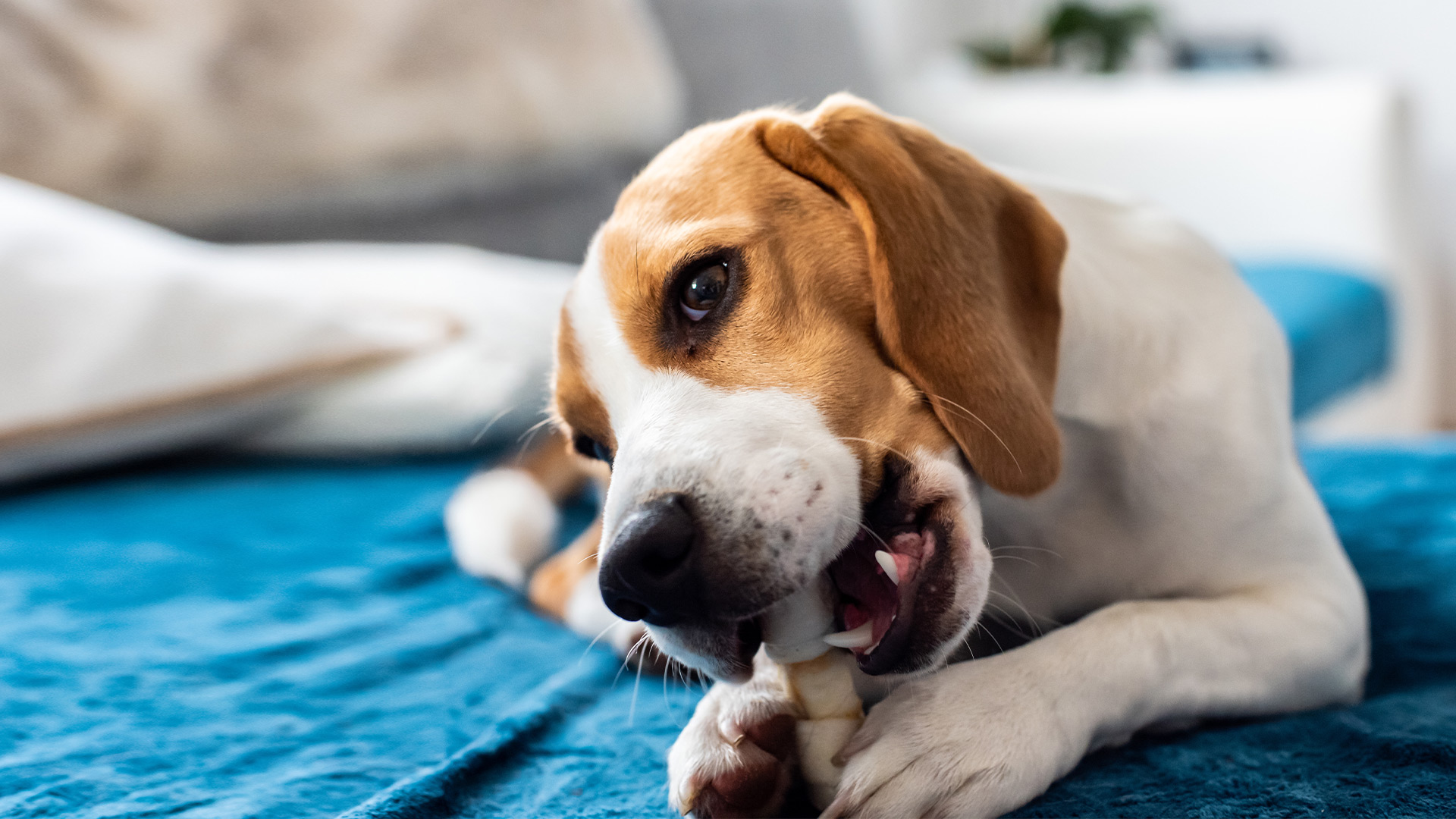 Gebit | Dierenkliniek De Wijher