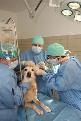 Pet Endoscopy Dierenkliniek Het Zicht