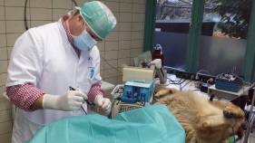 dierenarts steriliseert hond tijdens operatie