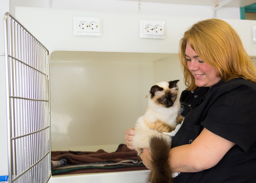 veterinaire met kat na operatie