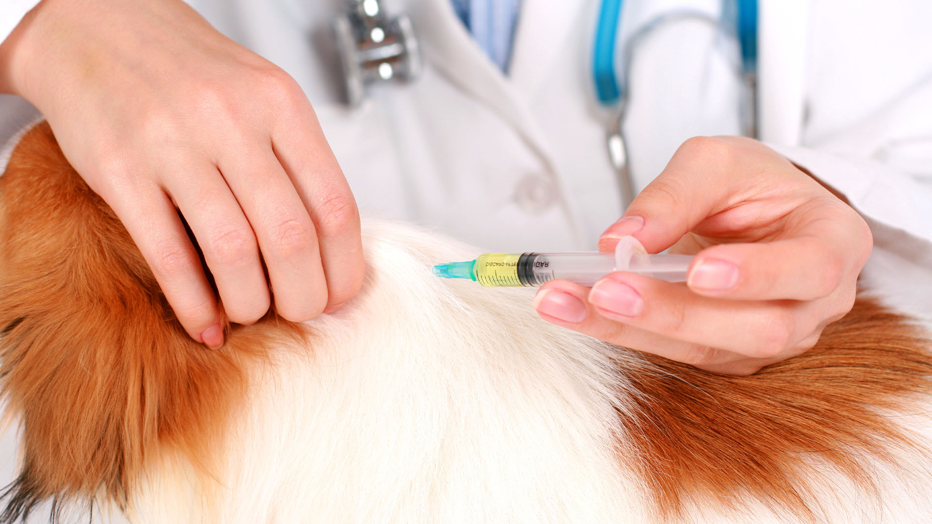 Где сделать прививку от бешенства собаке. Уколы животным. Подкожные инъекции животным.