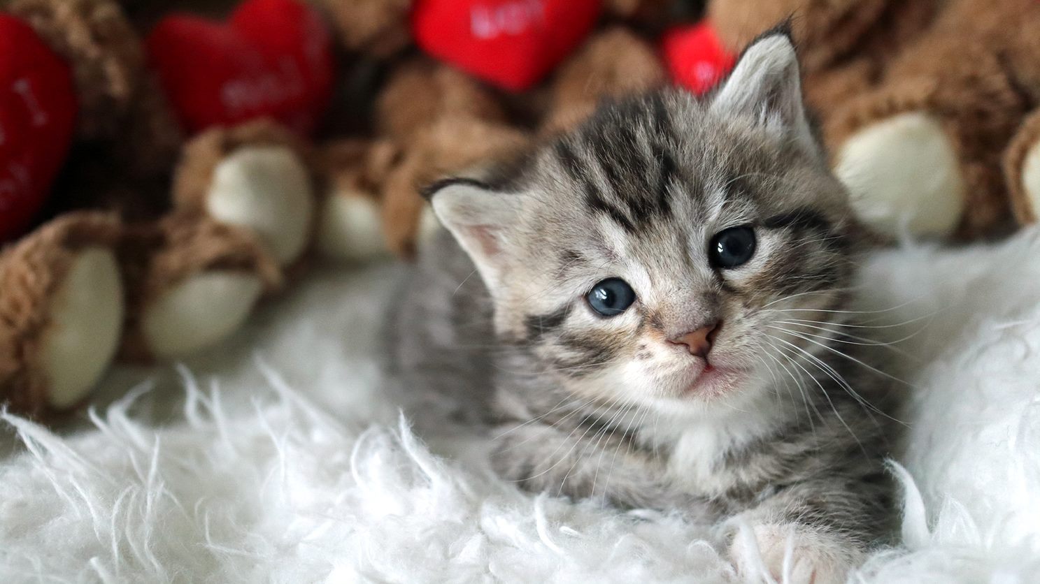 Zeldzaamheid Herziening Mechanica Diereninfo | Katten | Dierenkliniek Leidsche Rijn
