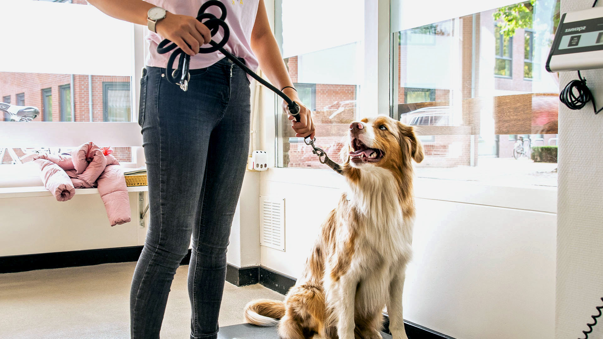 Honden Dierenkliniek Nuenen