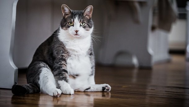 Overgang zwaarlijvigheid Samenstelling Overgewicht bij honden en katten | Dierenkliniek Smeets