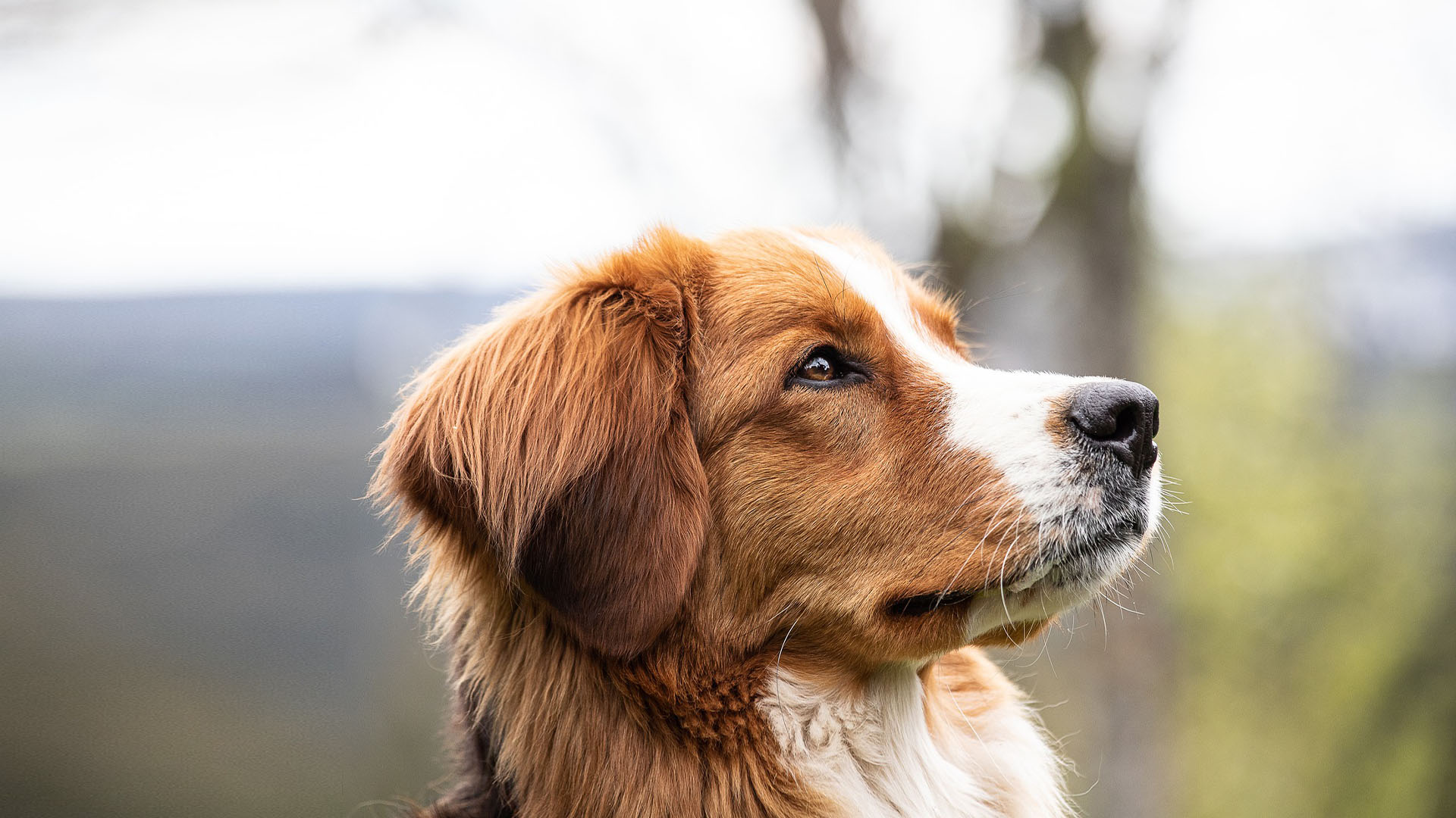 honden-dierenkliniek-staphorst