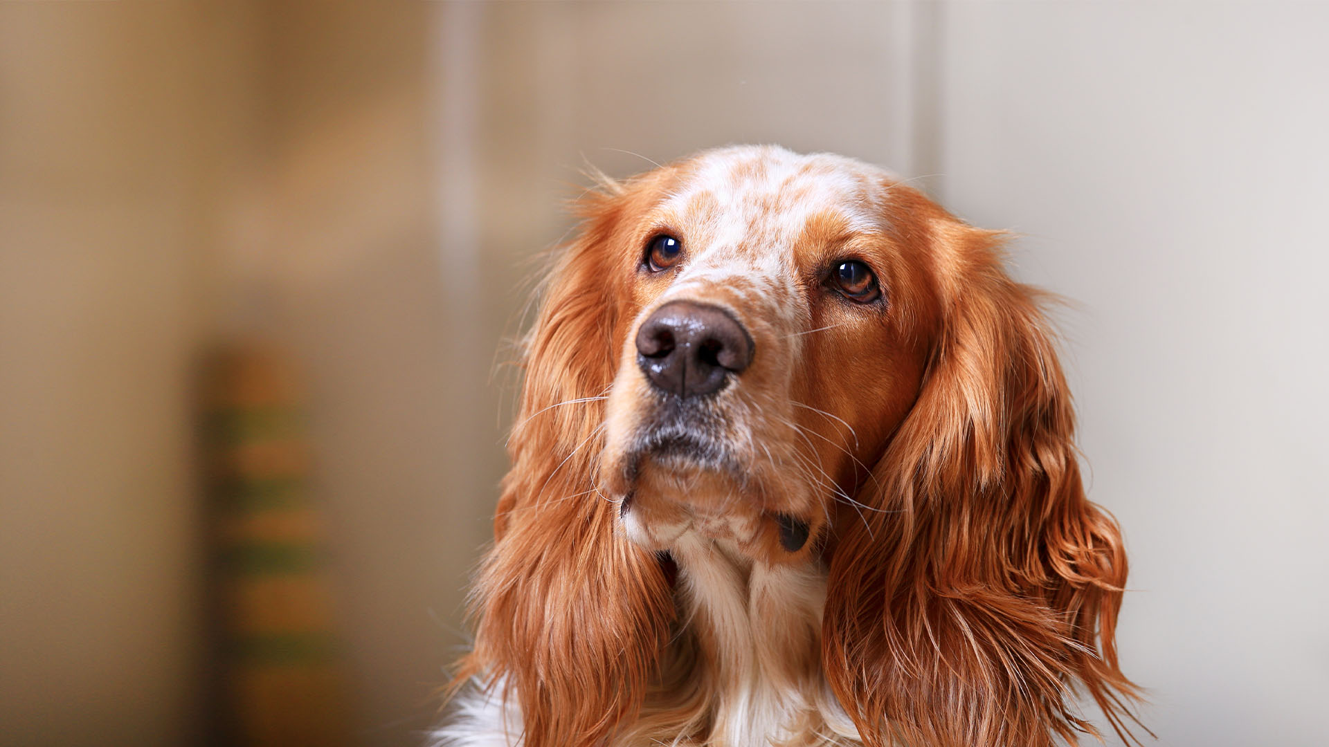 Verhalen Uit De Praktijk Dierenkliniek Strijthagen