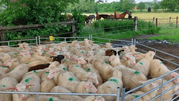 Schapen vaccineren Q-koorts afbeelding 5