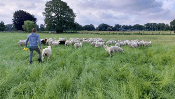 Schapen vaccineren Q-koorts afbeelding 3
