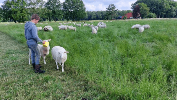 Schapen vaccineren Q-koorts afbeelding 1