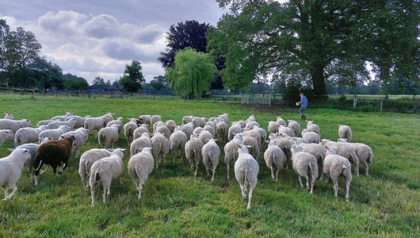 Schapen vaccineren Q-koorts afbeelding 2