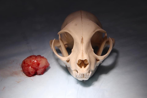 meningitis tumor cat