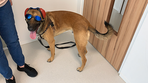 mutt muffs en doggles