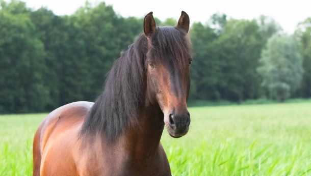 Weet je hoe belangrijk preventieve zorg is voor de gezondheid van jouw paard?