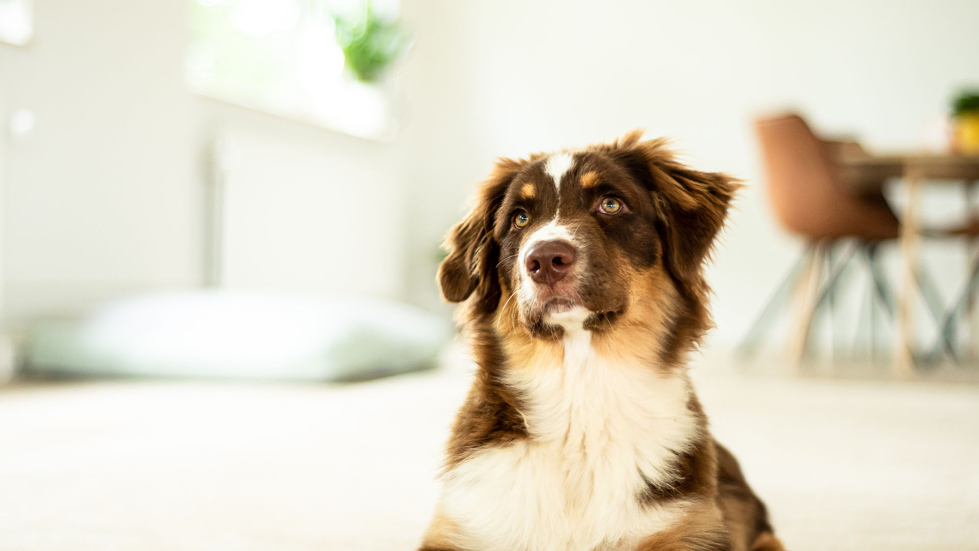 Onze kliniek De Goorn | Dierenkliniek Van Kop tot Staart