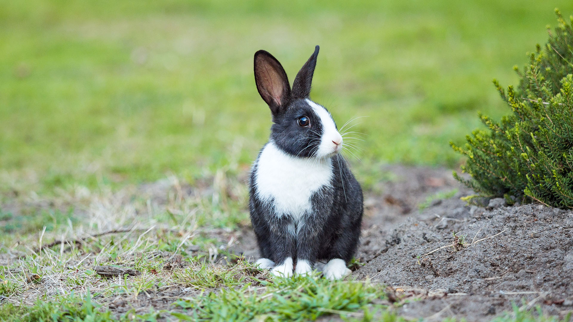 Nieuws | Dierenkliniek Van Kop tot Staart