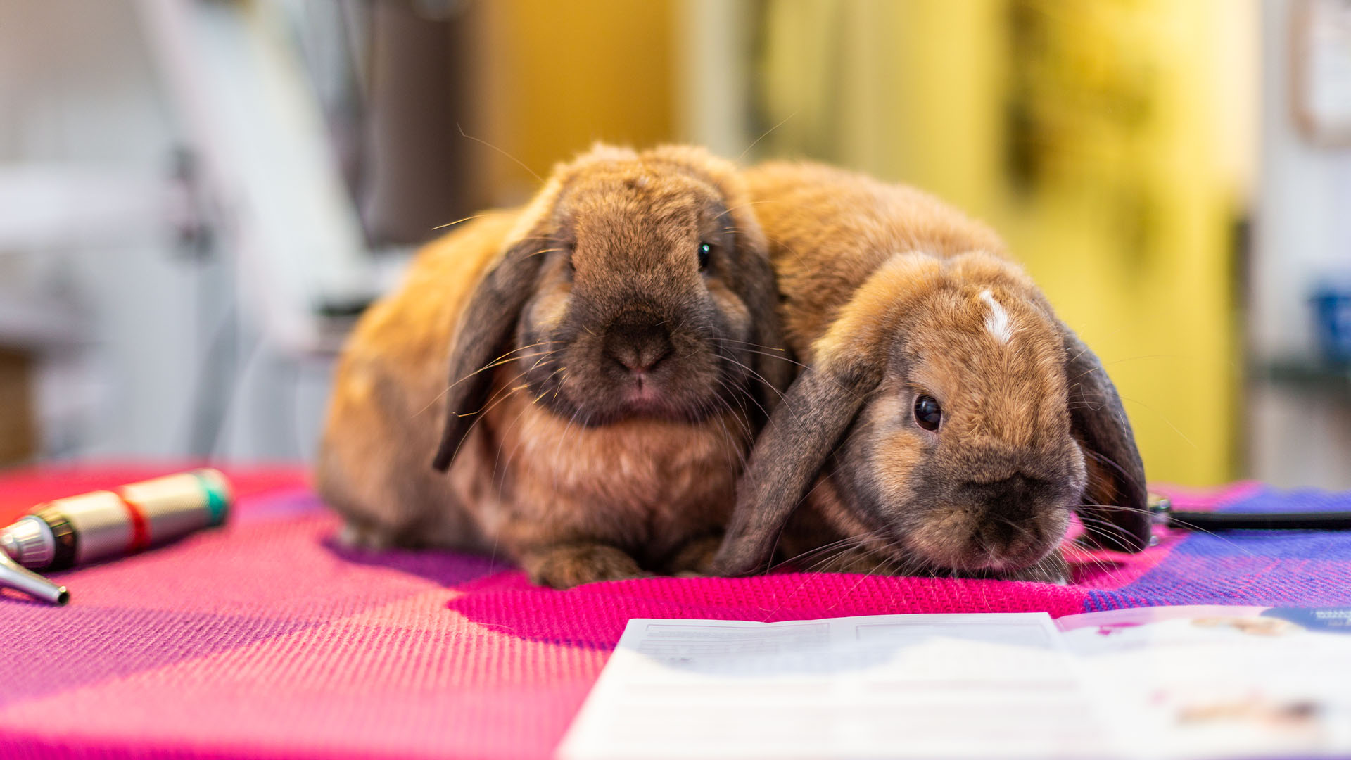 Tarieven | Dierenkliniek Van Kop tot Staart